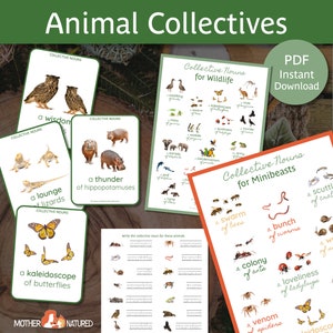 Sustantivos colectivos de animales PACK / Sustantivos colectivos BUNDLE/ Sustantivos colectivos de vida silvestre / Aves / Reptiles / Mamíferos / Workseets / Imprimibles