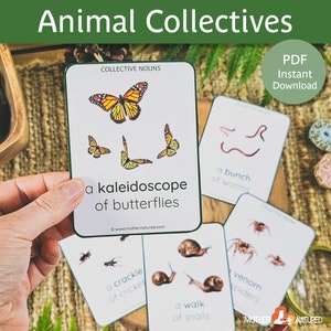 Carte dei sostantivi collettivi degli animali / Carte dei sostantivi collettivi / Sostantivi collettivi degli uccelli / Sostantivi collettivi della fauna selvatica / Sostantivi collettivi dei rettili