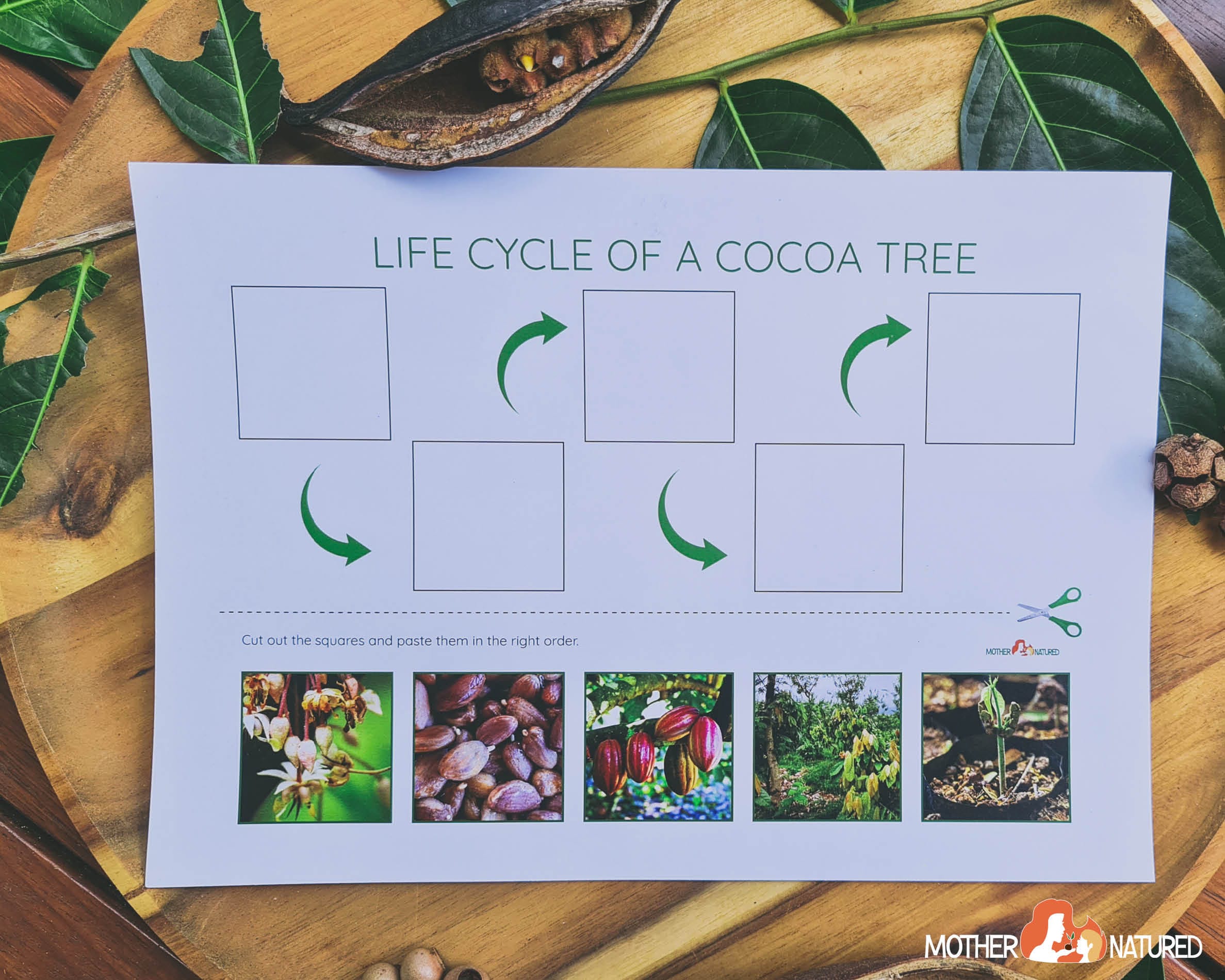 Cocoa Tree Life Cycle Chocolate activity Chocolate Etsy Nederland