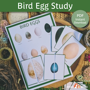 Identificación de huevos de aves para niños / Actividad de huevos de aves / Identificación de huevos de aves / Cartel de identificación de huevos de aves / Huevo de aves imprimible / Estudio de huevos de aves