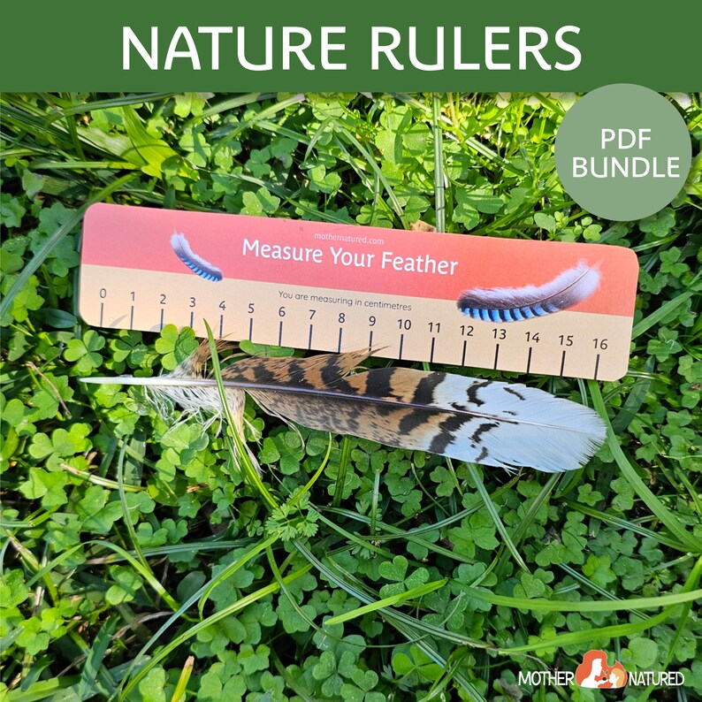 May include: A ruler with a colorful design and the text "Measure Your Feather" printed on it. The ruler is made of cardboard and has a scale in centimeters. A brown and white bird feather is placed on top of the ruler.