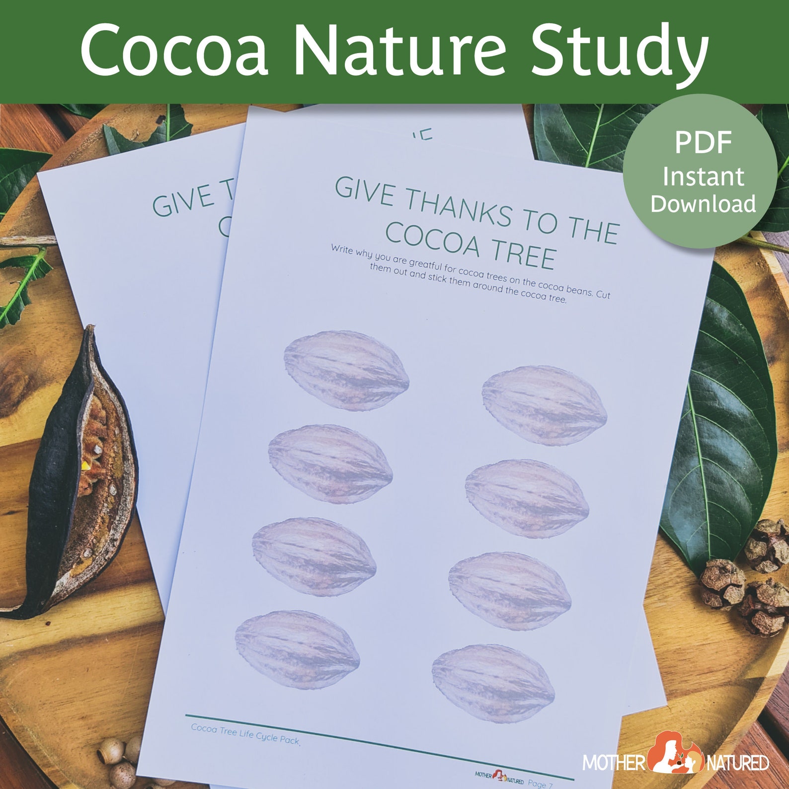 Cocoa Tree Life Cycle Chocolate Activity Chocolate Printable Chocolate
