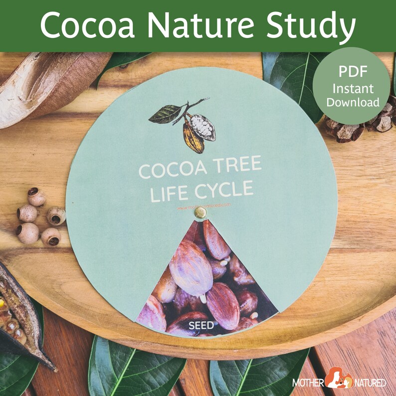Cocoa Tree Life Cycle Chocolate Activity Chocolate Printable Chocolate