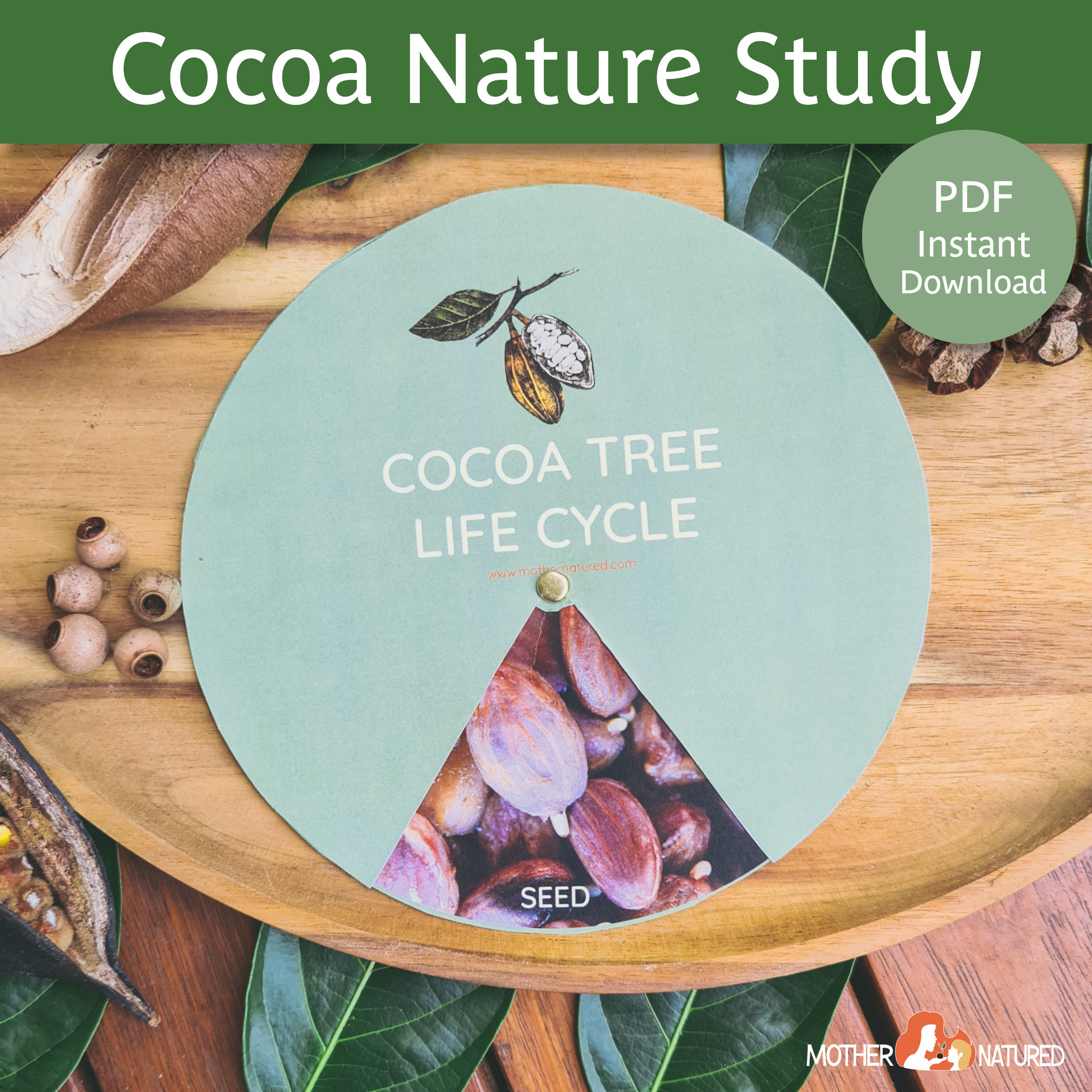 Cocoa Tree Life Cycle Chocolate Activity Chocolate Printable Chocolate