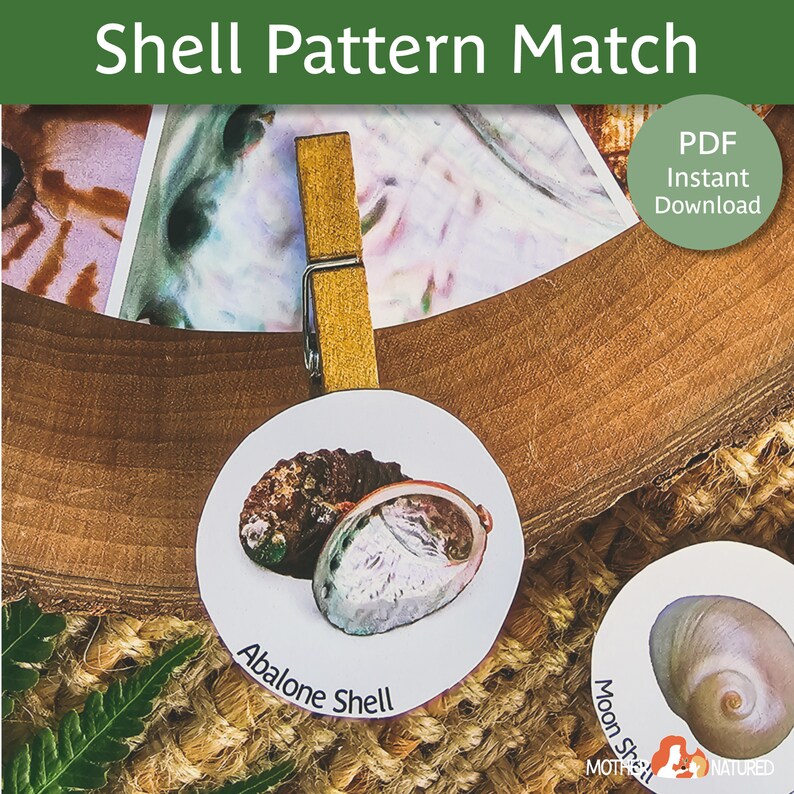 Shell Matching Activity Shell Pattern Activity Shell Study - Etsy