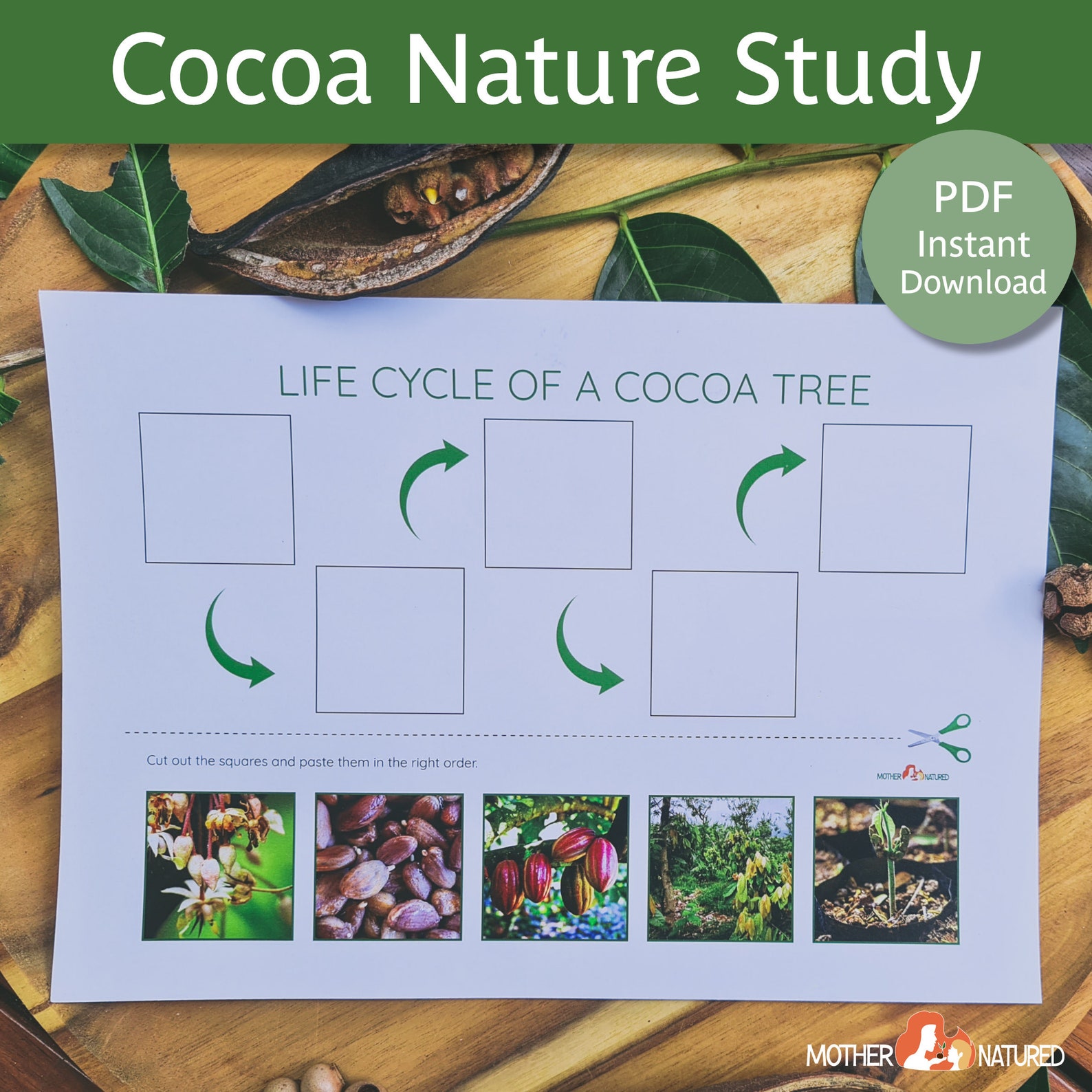 Cocoa Tree Life Cycle Chocolate Activity Chocolate Printable Chocolate