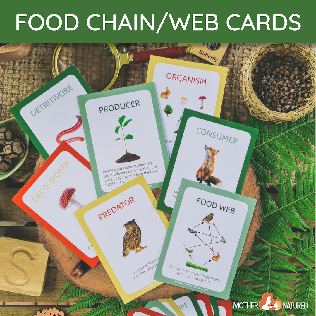 food-chain-cards-food-web-cards-food-chain-explain-cards-etsy-australia