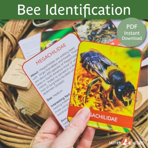 Bee identification | Bumble Bee Identification |Types of Bees | Bee Family Cards | Bee ID Cards | World Bee Day | Bee Identification Cards