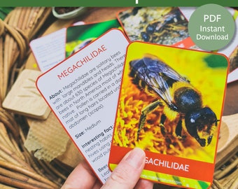 Bee identification | Bumble Bee Identification |Types of Bees | Bee Family Cards | Bee ID Cards | World Bee Day | Bee Identification Cards