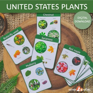 Flora Americana / Plantas de Estados Unidos / Plantas Nativas / Plantas Comunes de América / Tarjetas Flash / Estudio de Plantas / Estudio de la Naturaleza
