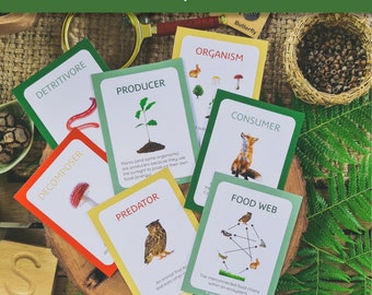 May include: Colorful educational cards with illustrations of a butterfly, fox, owl, mushroom, worm, plant, and a food web diagram. The cards have the words "Organism", "Consumer", "Predator", "Producer", "Decomposer", "Detritivore", and "Food Web" printed on them. The cards are on a wooden surface with green leaves and a small wooden letter "S".