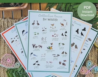 Sustantivos colectivos para animales / Póster de sustantivos colectivos / Sustantivos colectivos pájaros / Sustantivos colectivos Wildlie / Sustantivos colectivos reptiles