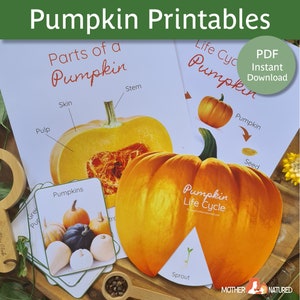 Kürbis Printable | Kürbis-Aktivitäten für Kinder | Kürbis-Lebenszyklus Printables | Kürbis Studie | Poster Kürbis | Kürbis Herunterladen
