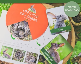 Kaninchen Lebenszyklus | Europäische Kaninchen Ressourcen | Hase Printables | Hase Lebenszyklus | SOFORTIGER DOWNLOAD | Montessori Printable | Ostern