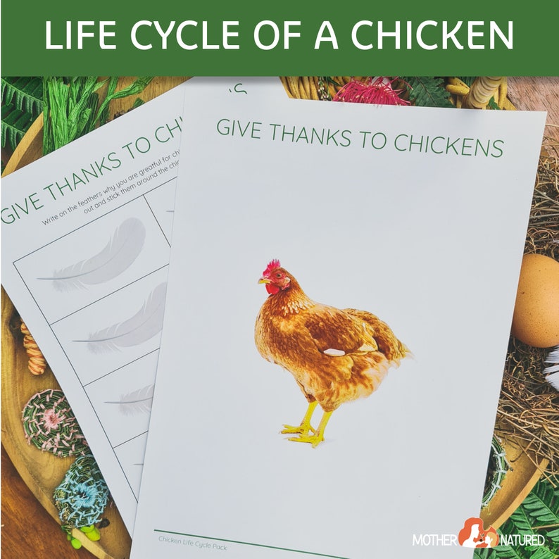 CHICKEN LIFE CYCLE Printables Life Cycle of a Chicken - Etsy
