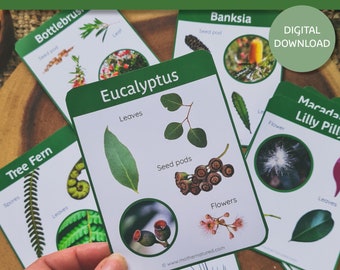Australian Native Plant Identification Cards | Australian Flora | Australia Plant Study | Montessori Printable | Charlotte Mason | Digital