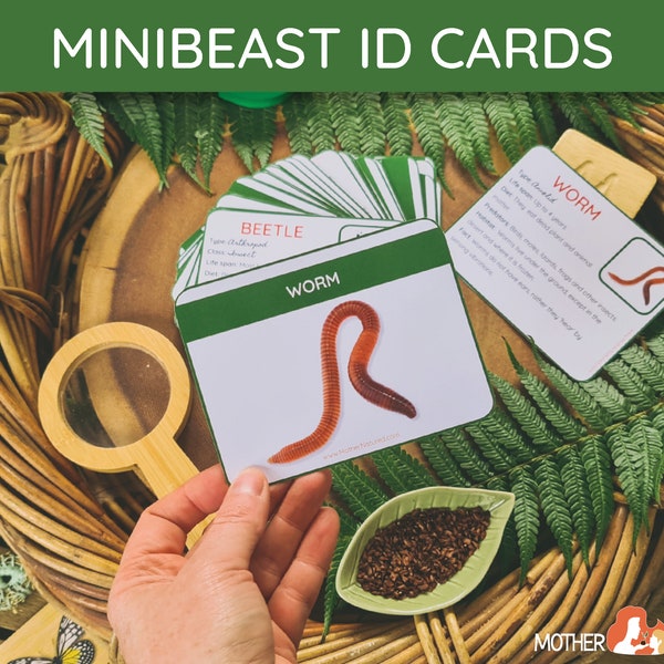 Minibeast Identification Cards | Minibeast Cards | Minibeast Study | Minibeast Flash Cards