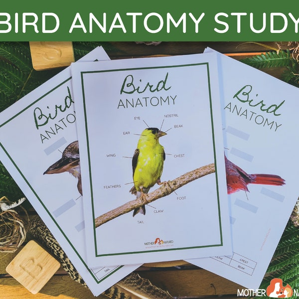 Bird Anatomy Study | Parts of a Bird Study | Bird Anatomy Printables | Parts of a Bird Printables | Bird Study
