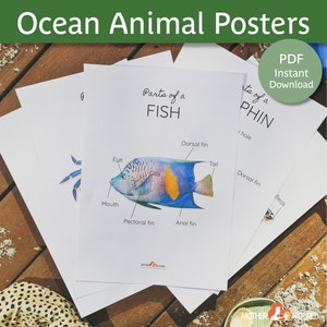 Carteles de animales oceánicos / Carteles de animales marinos / Partes de carteles / Cartel bajo el mar / Carteles oceánicos / Cartel oceánico en el aula /