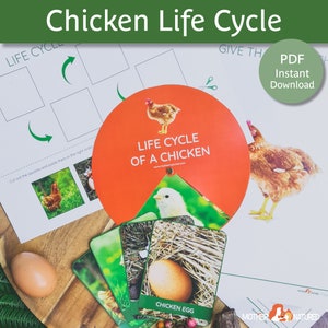 CHICKEN LIFE CYCLE printables | Life cycle of a chicken | Chicken  worksheet | Chicken life cycle for kids | Chicken activity | Easter