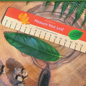 May include: A wooden ruler with a red and orange background and a leaf design. The ruler is labeled "Measure Your Leaf" and has measurements in centimeters from 0 to 15. A green leaf is placed on top of the ruler.