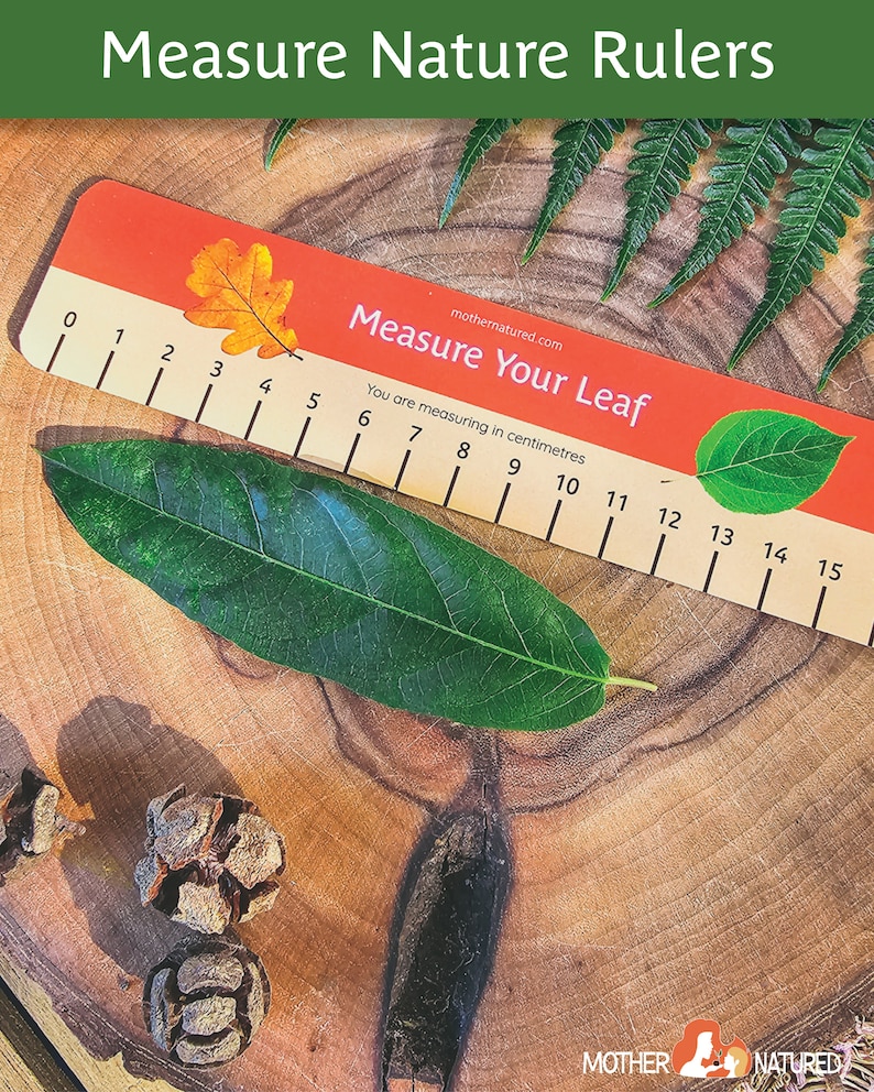 May include: A wooden ruler with a red and orange background and a leaf design. The ruler is labeled "Measure Your Leaf" and has measurements in centimeters from 0 to 15. A green leaf is placed on top of the ruler.