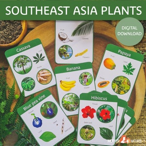 Onderzoek naar inheemse planten in Zuidoost-Azië | Plantflitskaarten voor Zuidoost-Azië | Planten van Zuidoost-Azië | Zuidoost-Azië Flora