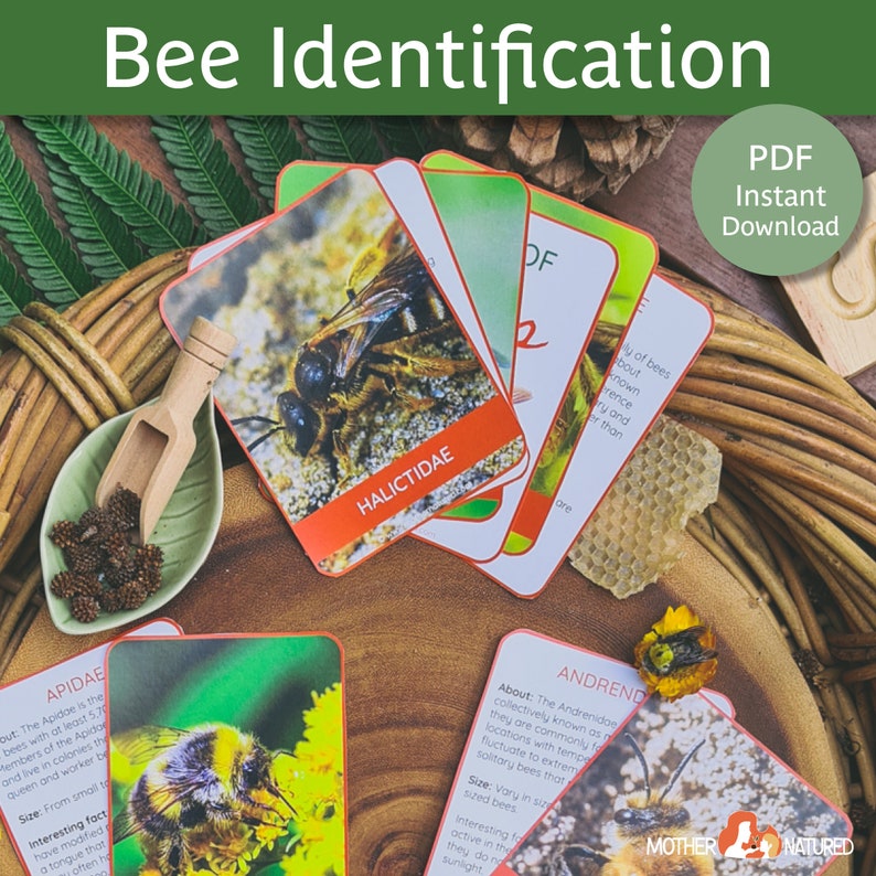 Bee Identification | Bumble Bee Identification |types of Bees | Bee ...