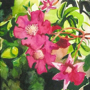 Red clematis. Original watercolour painting signed by the artist
