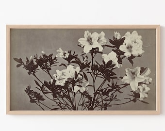 Frame TV Art File, Frame TV Art File, Vintage Photography, Floral Still Life, Black and White Photo, Lilies, Neutral, Botanical Study
