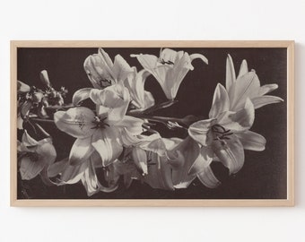 Frame TV Art File, Frame TV Art File, Vintage Photography, Flowers, Black and White Photo, Lilies, Neutral, Botanical Study