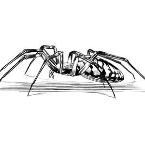 Spider