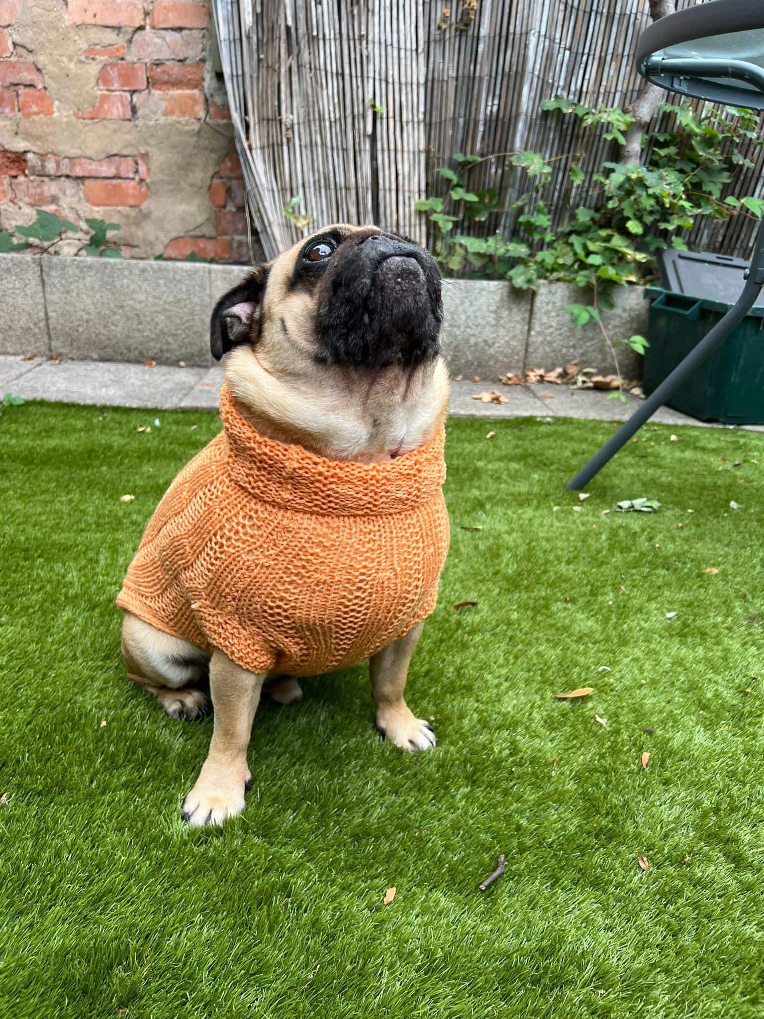 Knit Sweater for Pug UK - Main Image