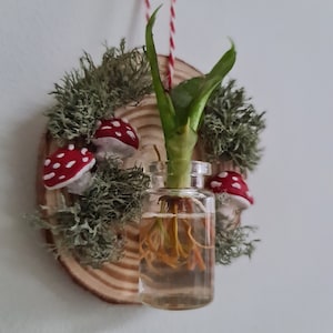 Väggplanterare med svampram: Cottagecore-förökningsstation