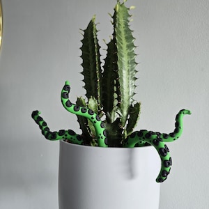 monstera borsigiana variegata kaufen Monstera Borsigiana Aurea Variegata
