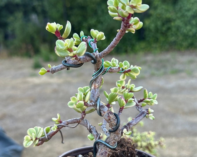 Variegated Cork Bark Portulacaria Afra Shohin Succulent Bonsai Etsy