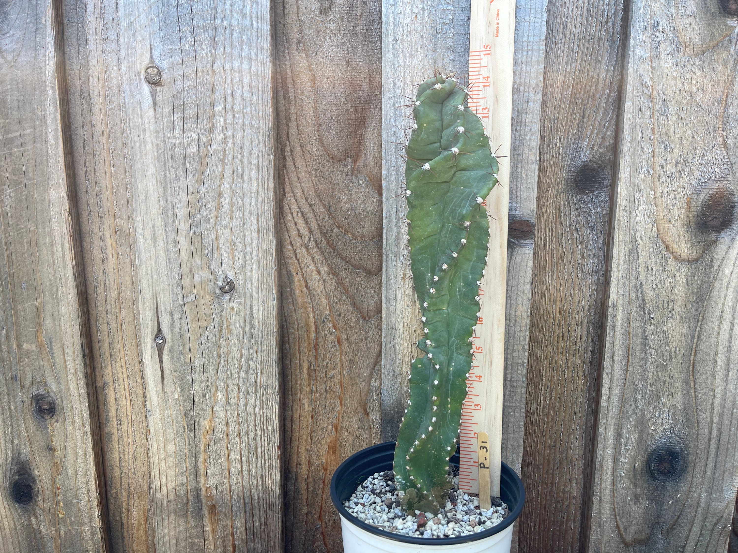spiral cactus grass