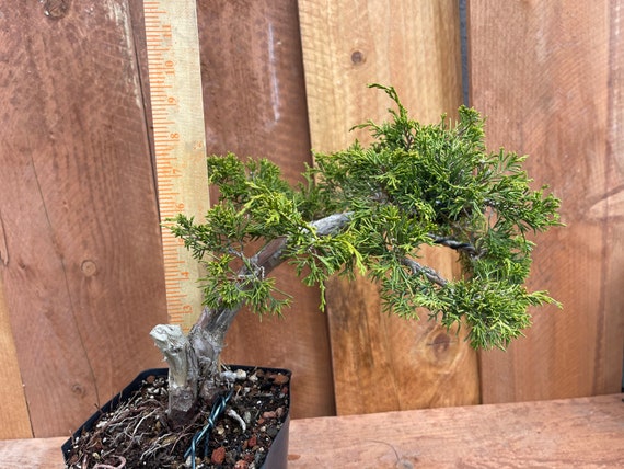 Shimpaku Juniper Bonsai Slant Semi Cascade Tree - Etsy Italia