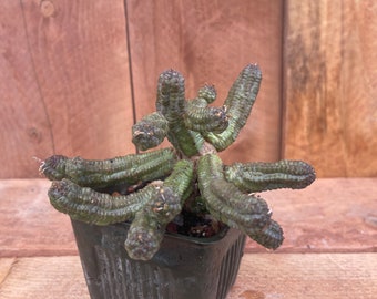 Euphorbia elongated obesa pseduoglobosa - Rare collector cactus - finger obsesa - Strange but Beautiful (SBB) Collection