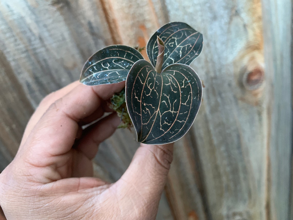 Rare Golden Jewel Orchid Anoectochilus chapaensis. Etsy