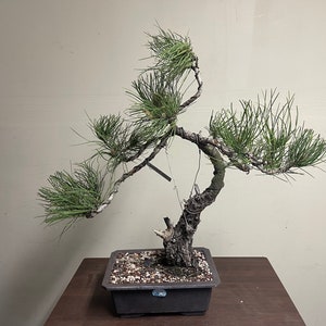 bambus wäschekorb dänisches bettenlager 🪴 BIG BAMBOO Regal mit Wäschekorb – BUTLERS main image 1
