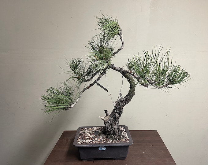 Yamadori Ponderosa Pine, Randy Knight Etsy