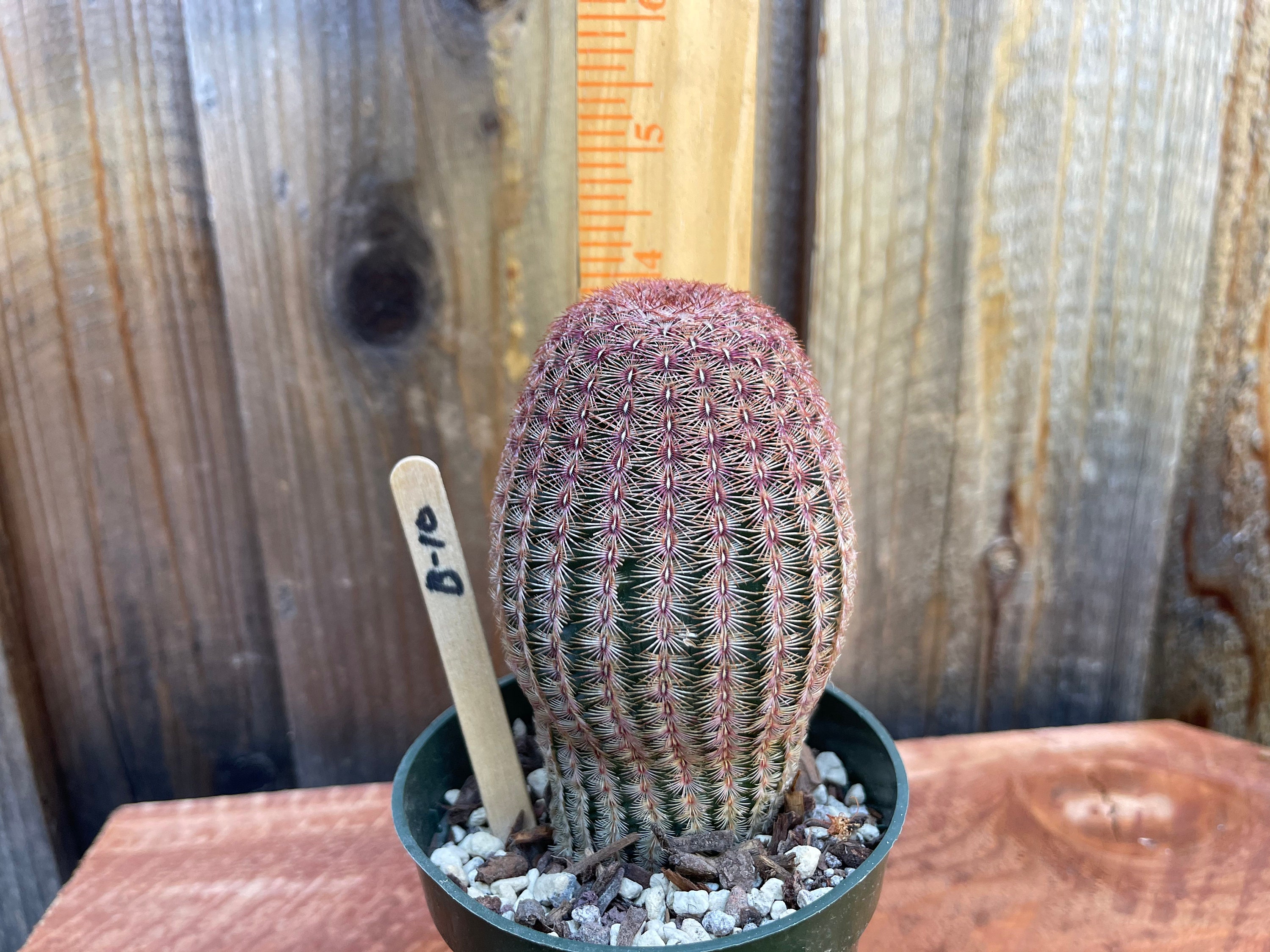 Meineke Rainbow And Cactus - 6uzwixp
