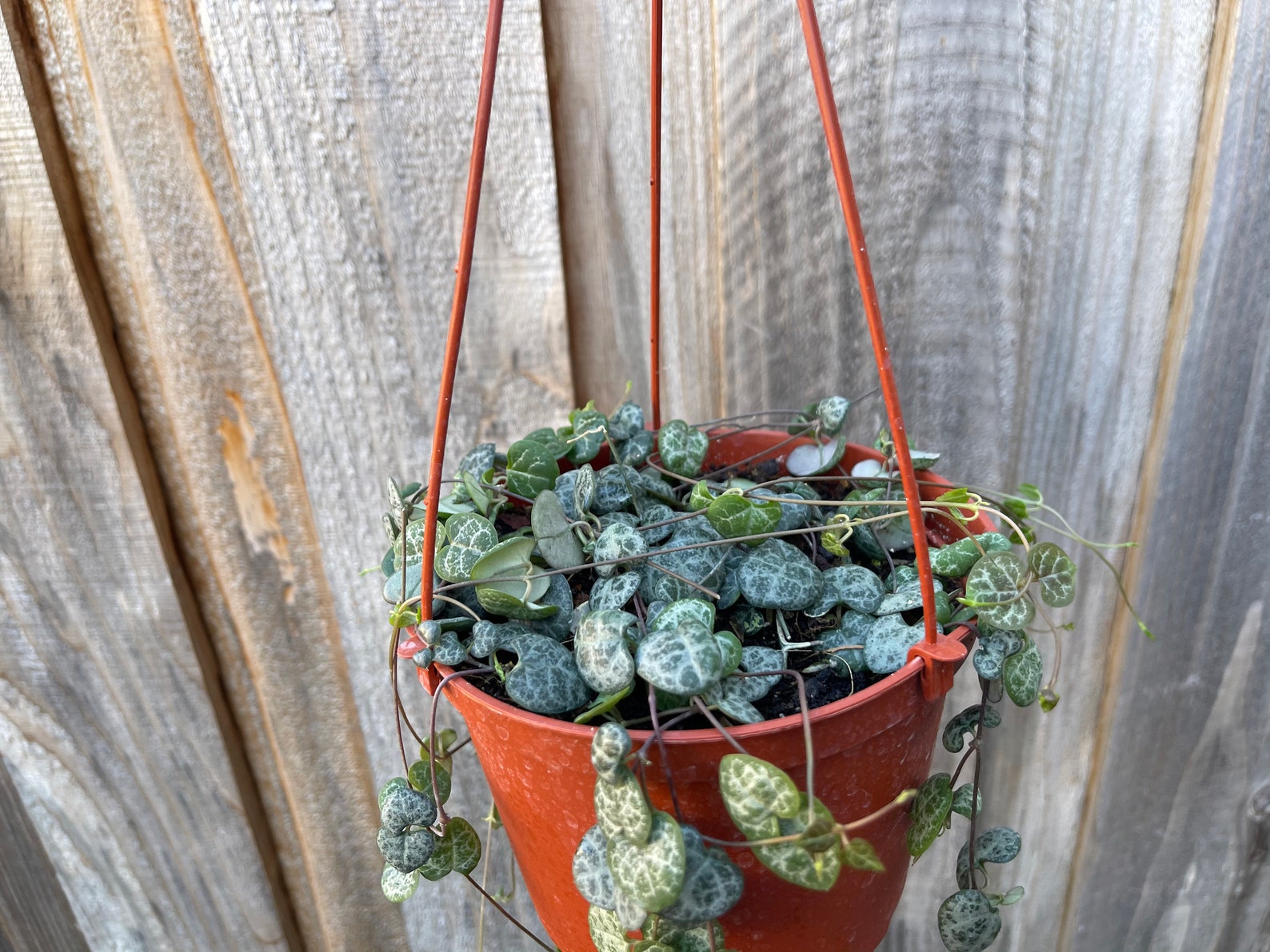 String of Hearts 6 Inch Ceropegia Woodii Live Succulent Etsy