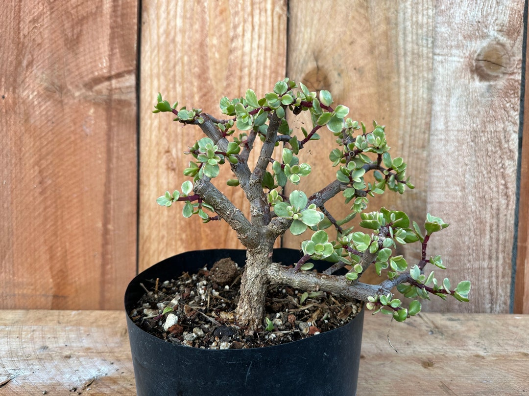 Variegated Cork Bark Portulacaria Afra Shohin Succulent Bonsai Etsy