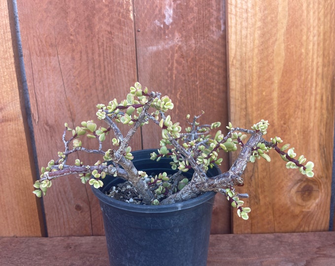 Variegated Portulacaria Afra Cork Bark Shohin Succulent Etsy
