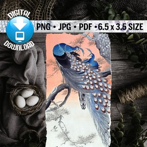 Peacock Digital Download, Vintage Illustration, Printable Graphic, PNG, JPG, PDF, Natural History, 19th Century, Antique