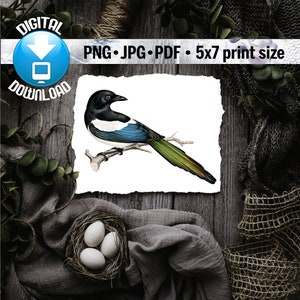 Color Magpie Digital Download, Vintage Illustration, Printable Graphic, PNG, JPG, PDF, Natural History, 19th Century, Antique