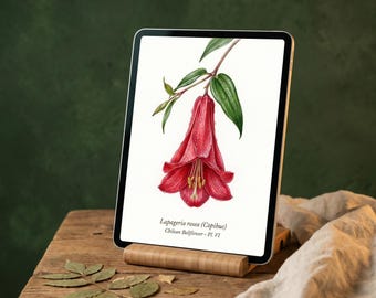 Copihue High Resolution Digital Download | Lapageria Rosea Scientific Illustration | Chilean Botanical Art File