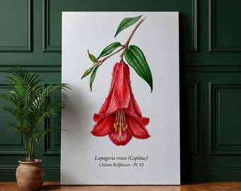 Copihue Printable Wall Art | Chilean National Flower Scientific Botanical Print | Instant Download Home Decor